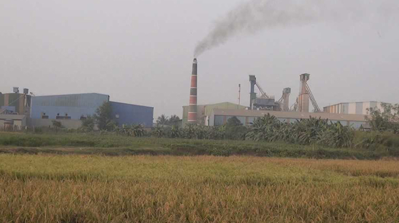 রাইসমিলের দূষিত পানিতে ধানি জমির সর্বনাশ, দেখার নেই কেউ