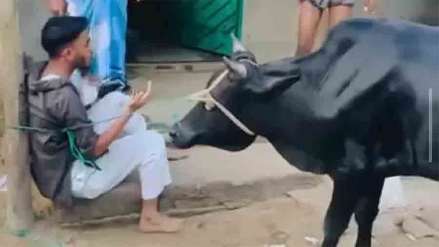 গরু চুরিতে আটক শিবির নেতা সাঈদীকে গরুর সাথে বেঁধে রাখল সাধারণ জনতা