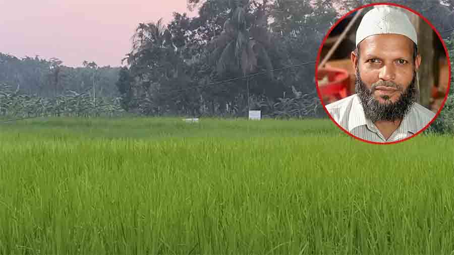 পিরোজপুরে ৫ আগস্টের পর থেকে মন্দিরের জমি দখল করে ধান চাষ জামায়াত আমিরের